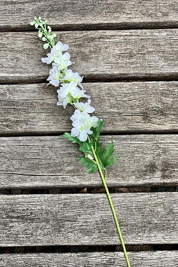 Delphinium biele 79 cm