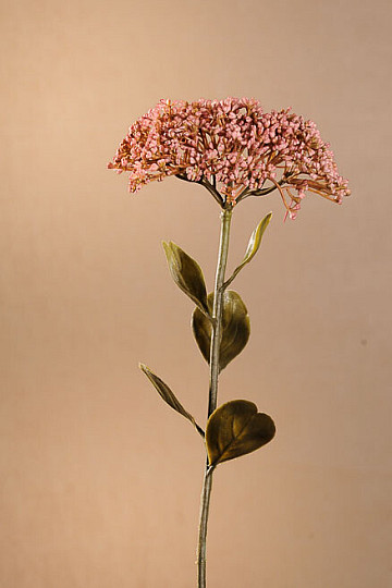 DRY FULL BLOOM SEDUM 46 cm starorůžová