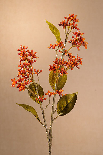 DRY VIBURNUM TINUS 58 cm oranžová