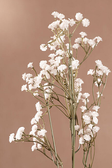 GYPSOFILA biela