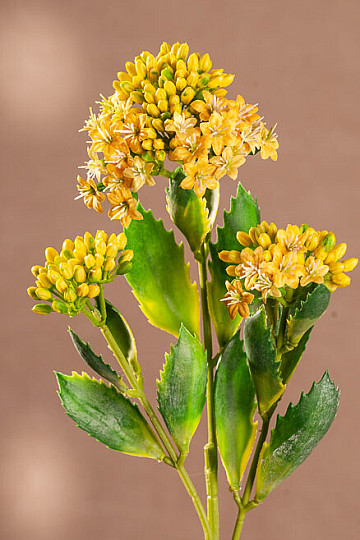 KALANCHOE ŽLTÁ