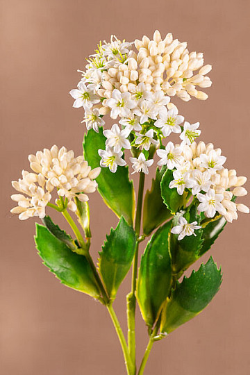 KALANCHOE BIELA