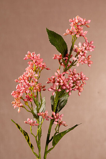 VIBURNUM TINUS RUŽOVÁ