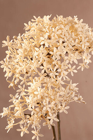DRY CROWN FLOWER BIELA