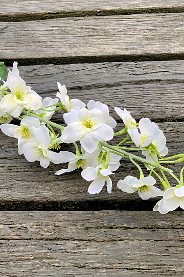 DELPHINIUM BIELA