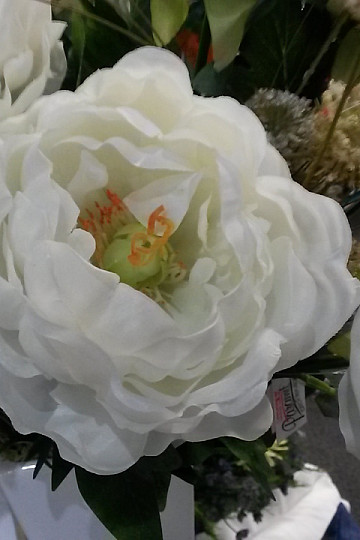 Pivonka veľká 67cm