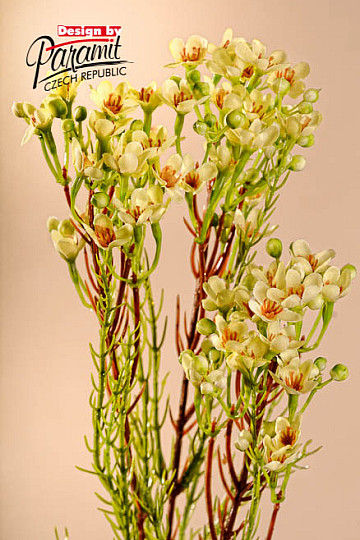Waxflower žltá 78 cm