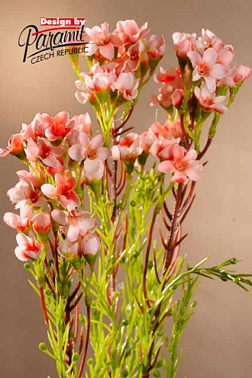 Waxflower sv.růžová 79 cm