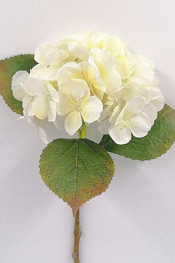 Hortenzia biela 48 cm