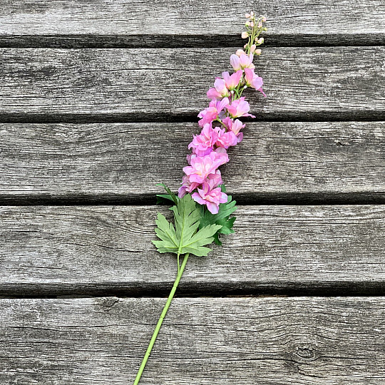 Delphinium ružové 79 cm