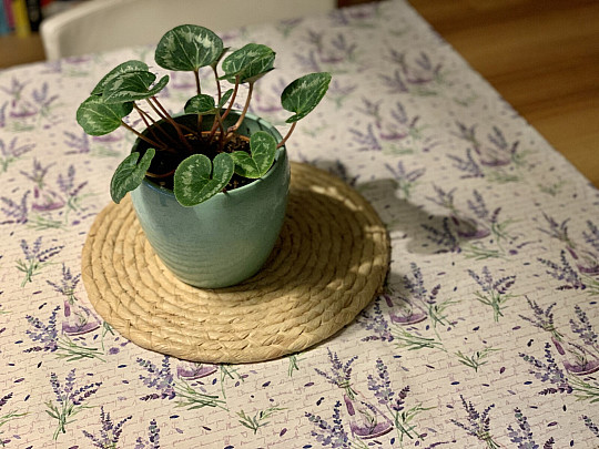 Ubrus LEVANDULE FRAGANCE 120x120