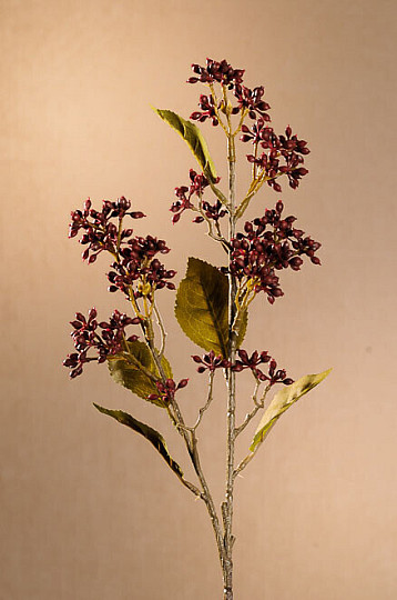 DRY VIBURNUM TINUS 58 cm vínová