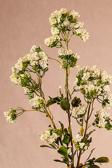MINI FLOWERS biele