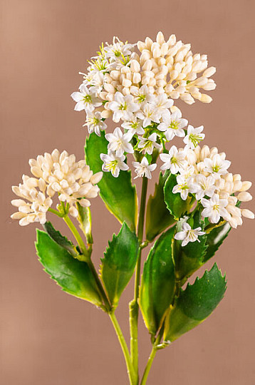KALANCHOE BIELA