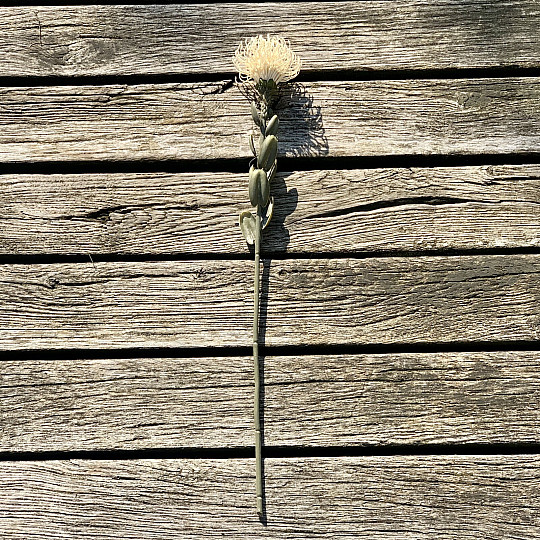 DRY SMALL PROTEA BIELA