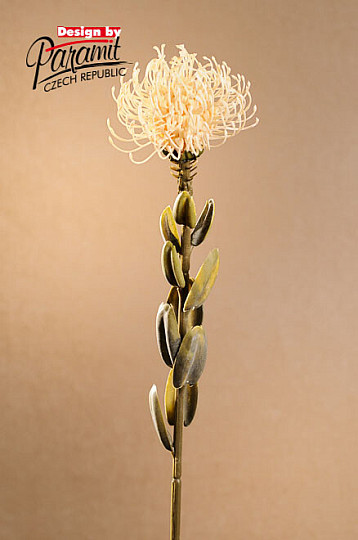 DRY SMALL PROTEA BIELA