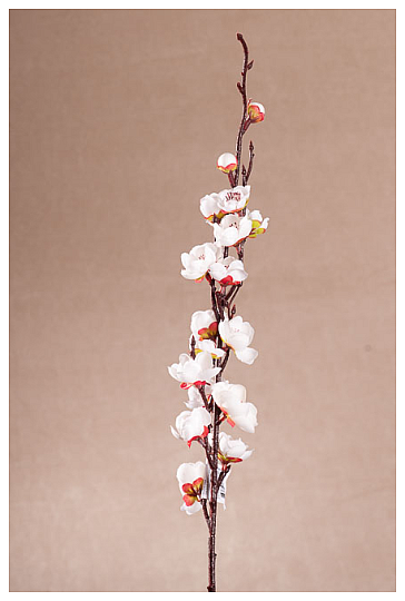 Třešňová vetvička biela