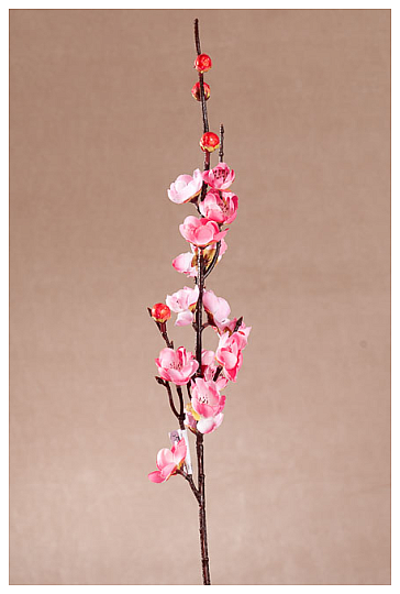 TREŠŇOVÁ VETVIČKA RUŽOVÁ