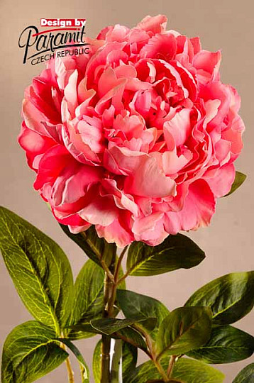 Pivoňka ružová 72 cm