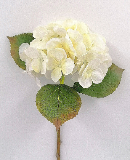 Hortenzia biela 48 cm