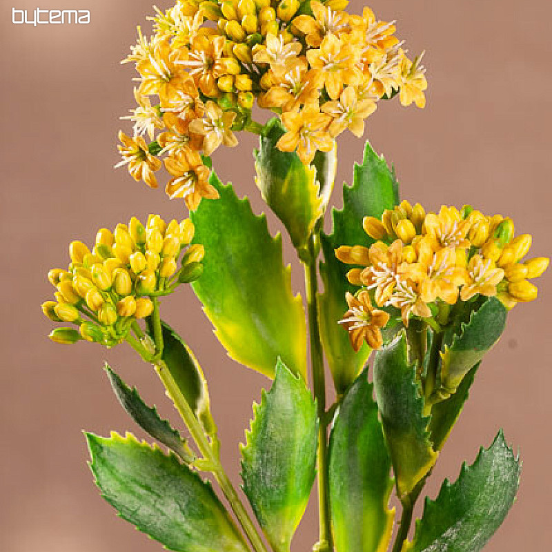 KALANCHOE ŽLTÁ