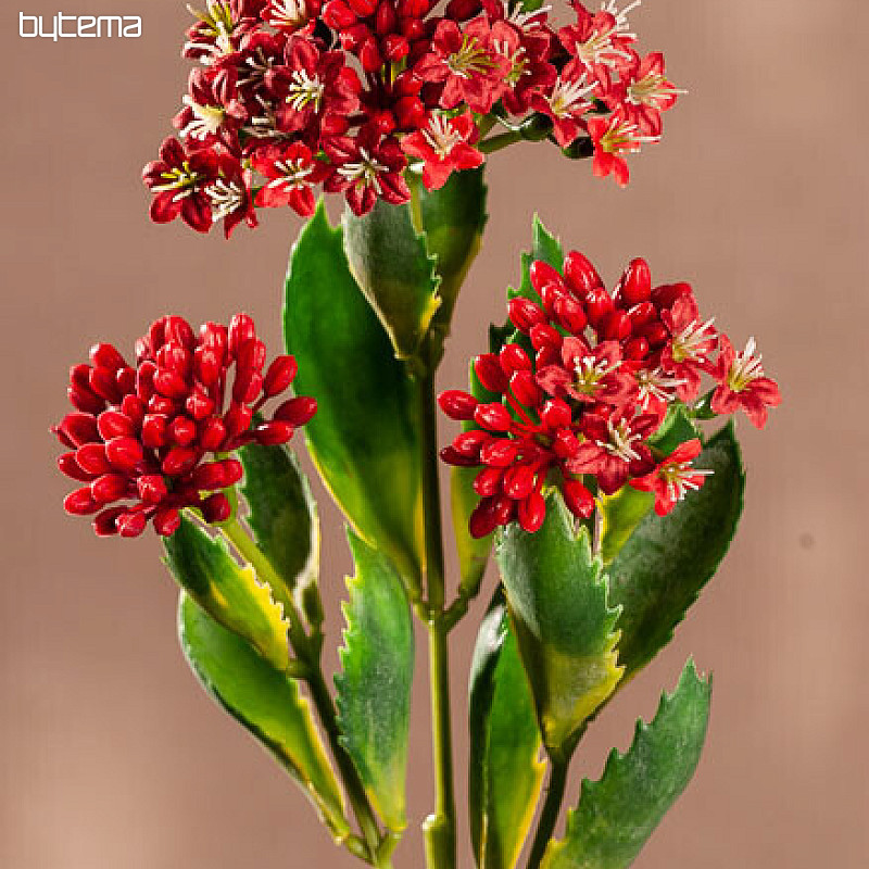 KALANCHOE ČERVENÁ