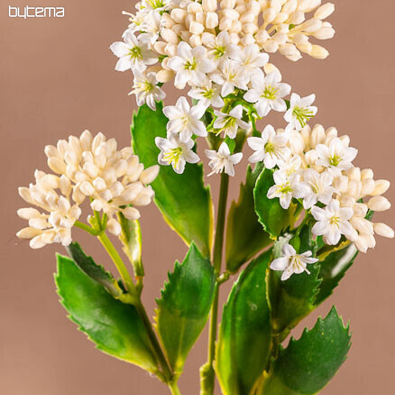 KALANCHOE BIELA