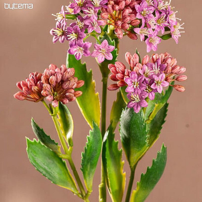 KALANCHOE FIALOVÁ