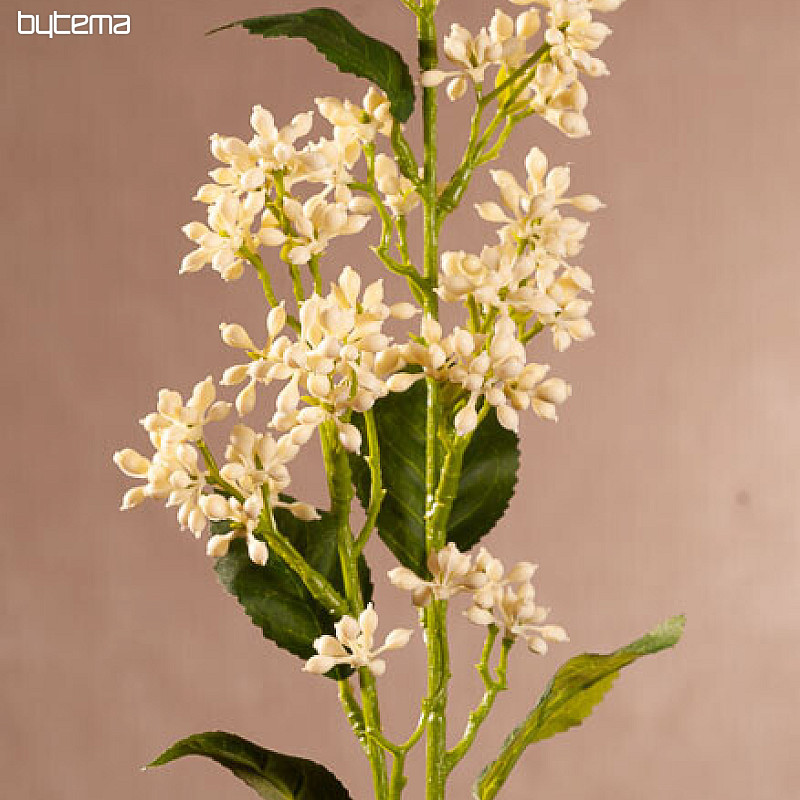 VIBURNUM TINUS BÍLÁ