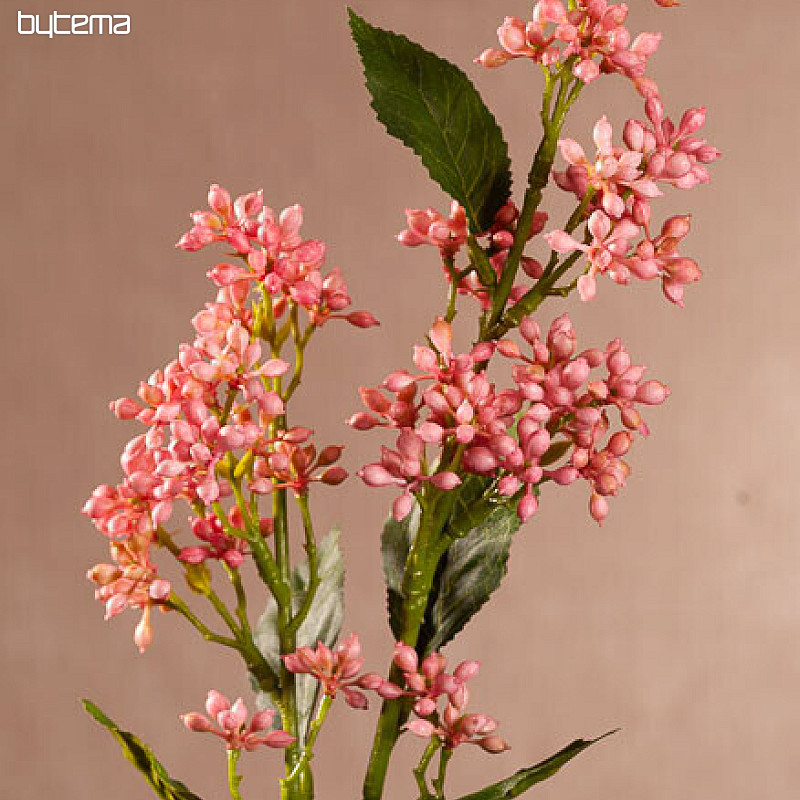 VIBURNUM TINUS RUŽOVÁ