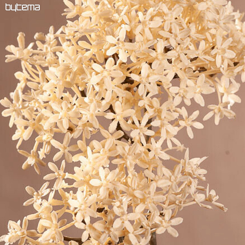 DRY CROWN FLOWER BIELA