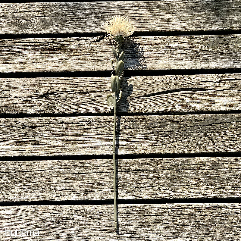 DRY SMALL PROTEA BIELA