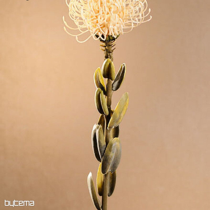 DRY SMALL PROTEA BIELA