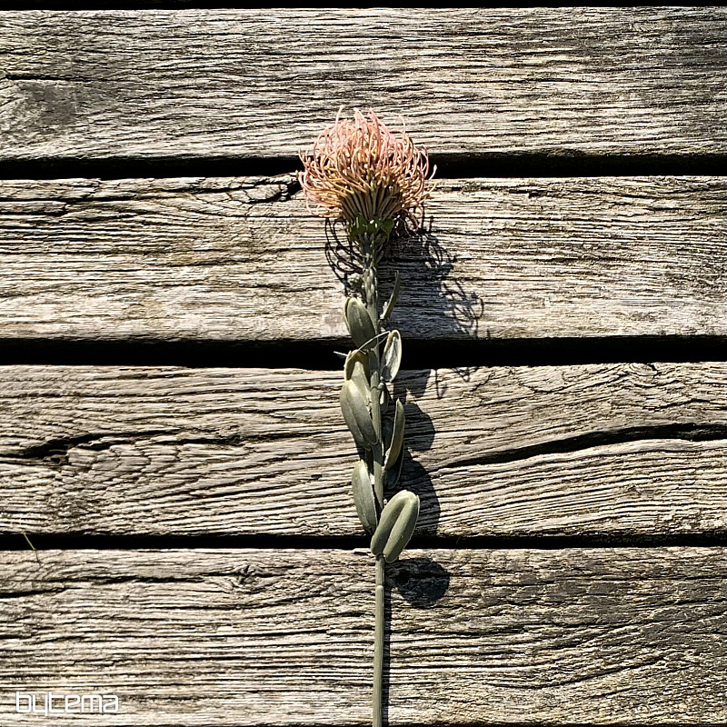 DRY SMALL PROTEA RUŽOVÁ