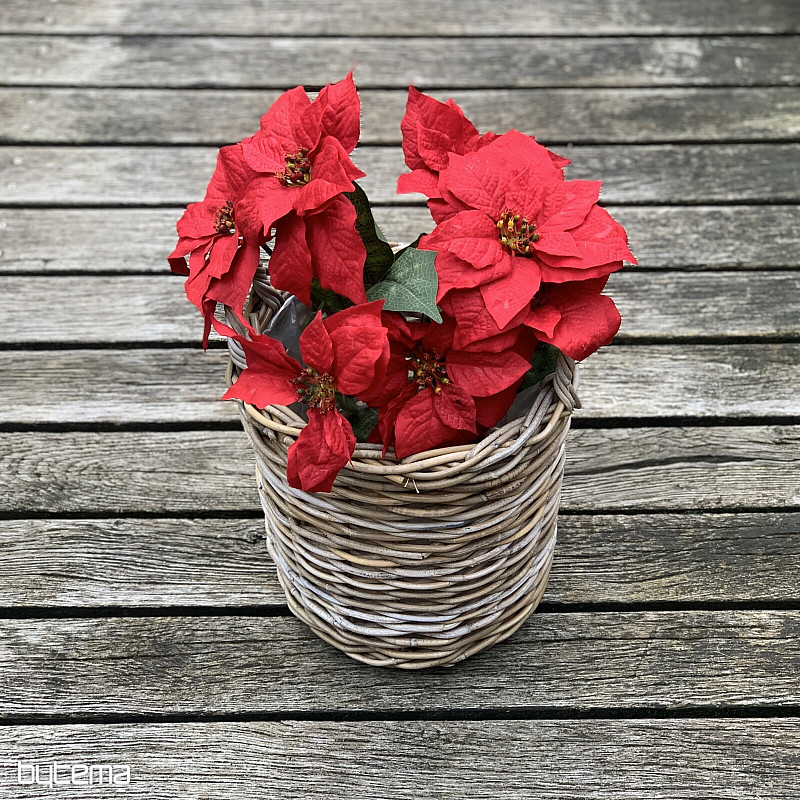 Vianočné ruže TRS ČERVENÁ