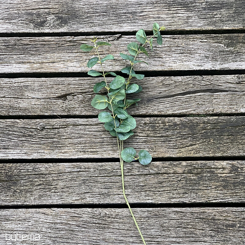 EUKALYPTUS
