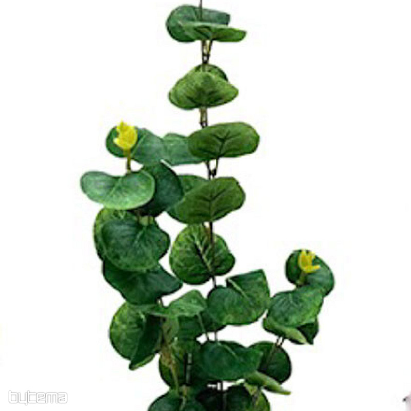 EUKALYPTUS