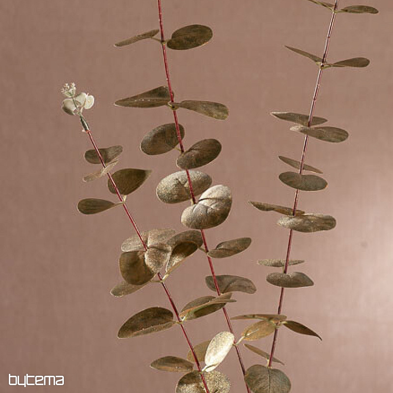 EUCALYPTUS zlatý