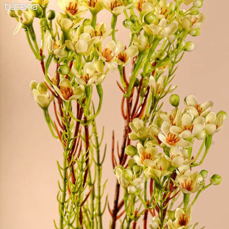 Waxflower žltá 78 cm