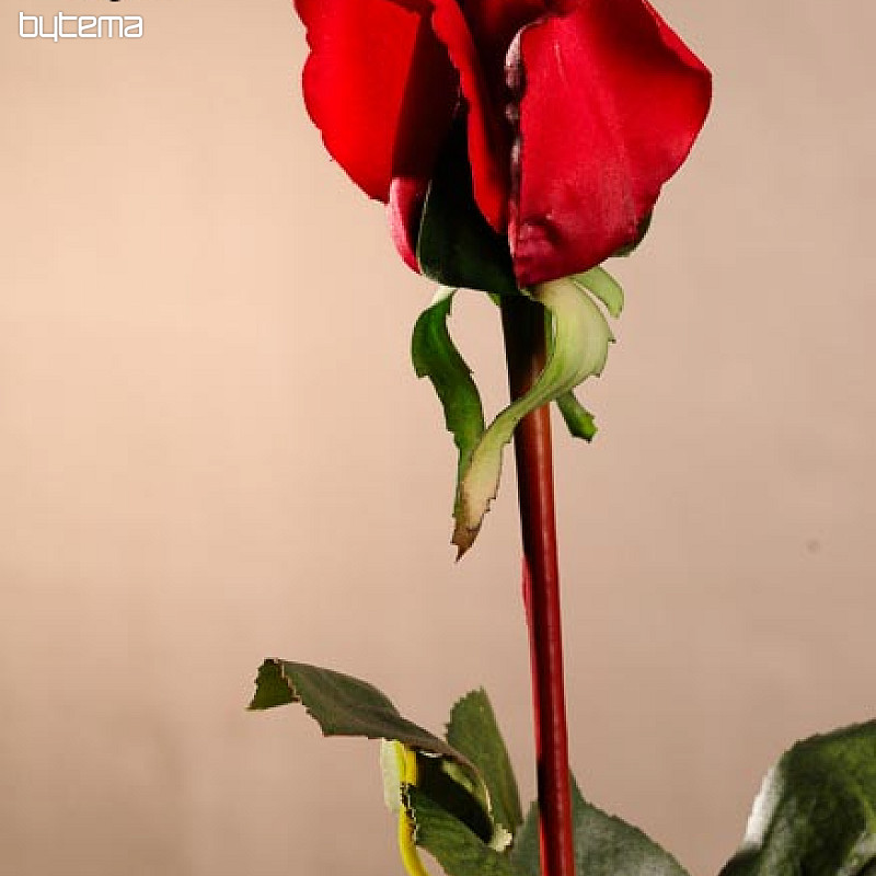 Ruže púčik červené 70 cm