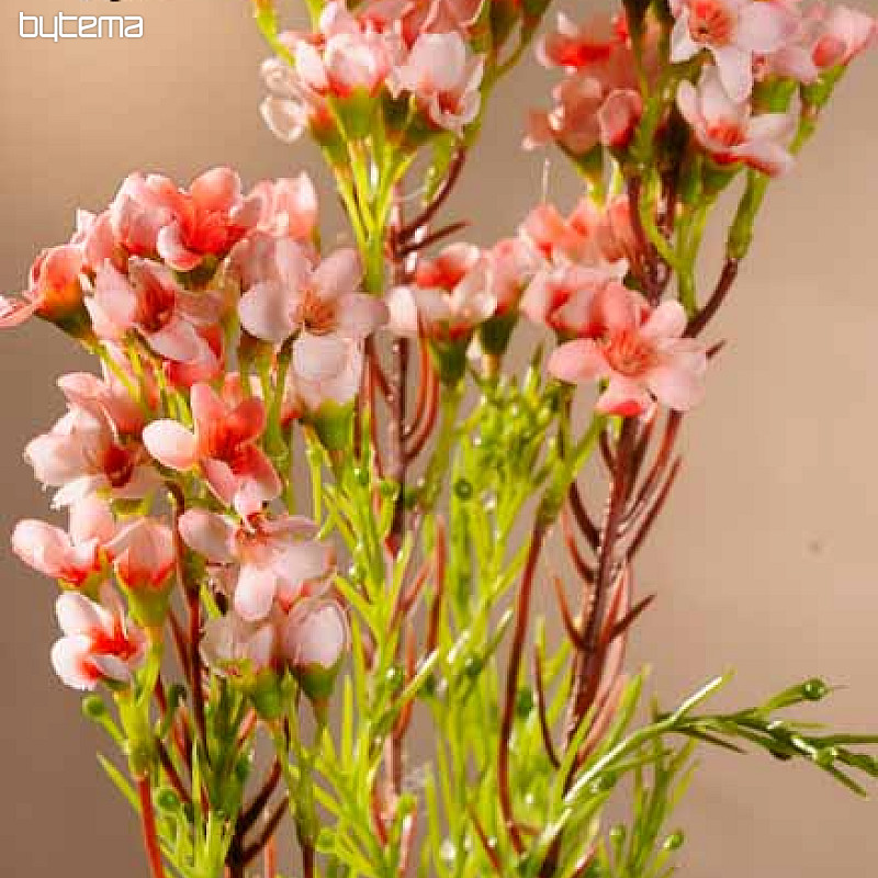 Waxflower sv.růžová 79 cm