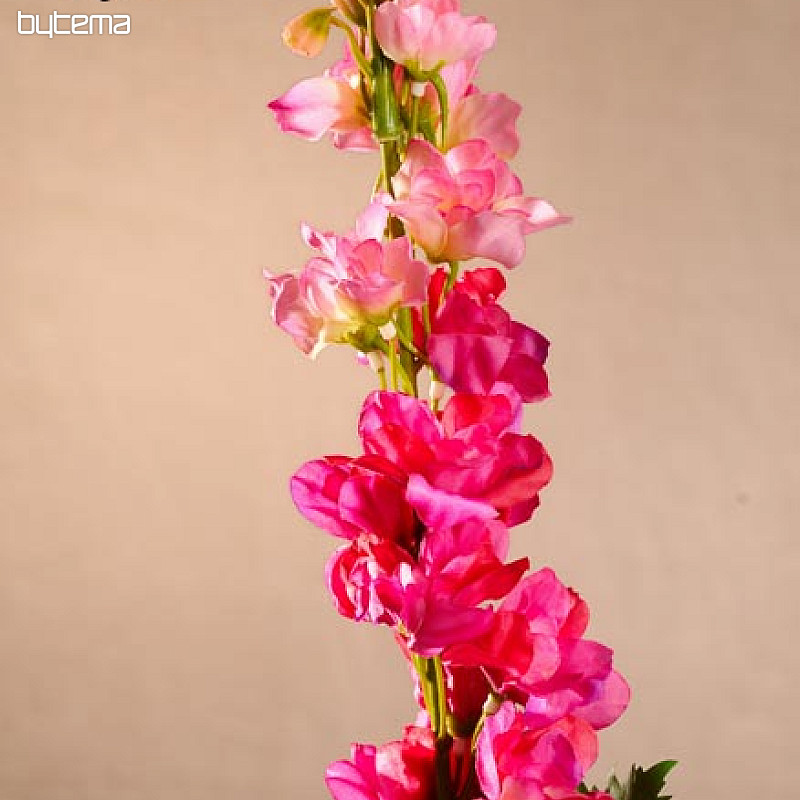 Delphinium vínovej 79 cm