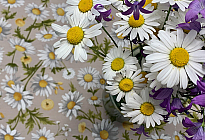 Jarné kvety plné farieb a vôní