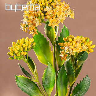 KALANCHOE ŽLTÁ