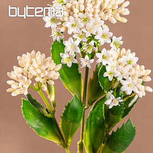 KALANCHOE BIELA