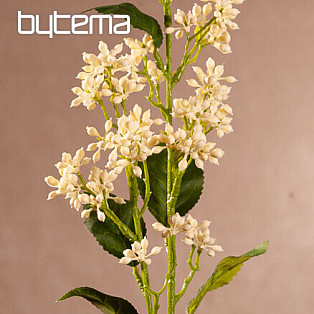 VIBURNUM TINUS BÍLÁ