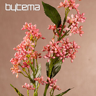 VIBURNUM TINUS RUŽOVÁ