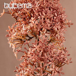 DRY CROWN FLOWER RUŽOVÁ