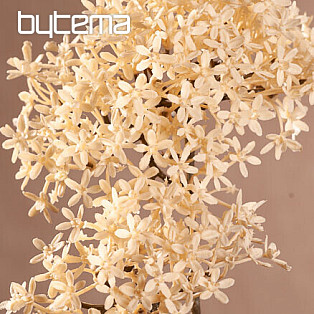 DRY CROWN FLOWER BIELA