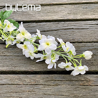 DELPHINIUM BIELA
